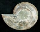 Cut & Polished Desmoceras Ammonite (Half) - #5392-1